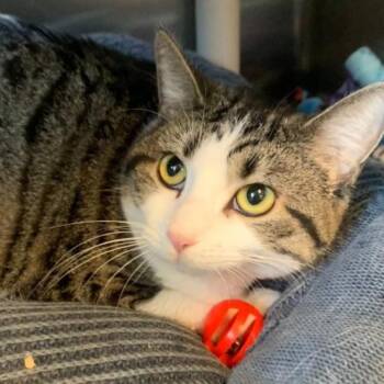 Sable -  Domestic Short Hair Cat for Adoption in Barron, Wisconsin - Sable | PetCurious