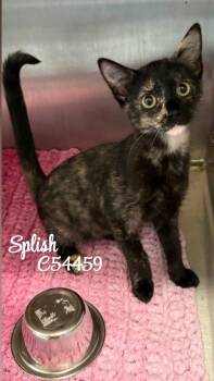 Splish -  Domestic Short Hair Cat for Adoption in Clarksville, Tennessee - Splish | PetCurious