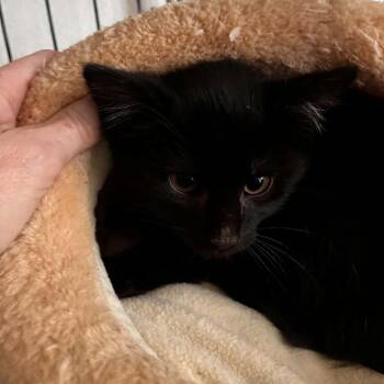 Jay -  Domestic Short Hair Cat Available for Adoption in Bentonville, Arkansas - Jay | PetCurious