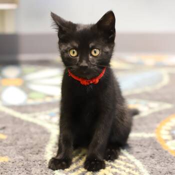 Rescue Domestic Short Hair Cats for Adoption in Endicott, New York - Pepper | PetCurious