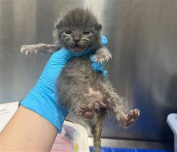 Domestic Short Hair Cats Available for Adoption - SUPREME | PetCurious