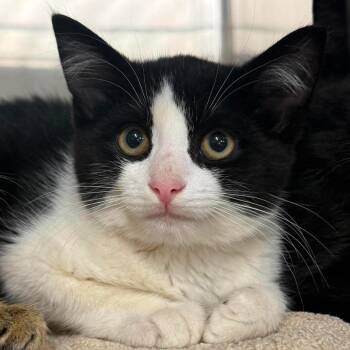 Orla -  Domestic Short Hair Cat for Adoption in Harrisville, West Virginia - Orla | PetCurious