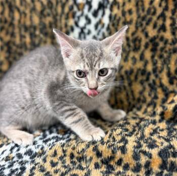 Domestic Short Hair Cats Available for Adoption in Conroe, Texas - YUMI | PetCurious