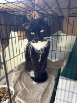 Domestic Short Hair Cats Available for Adoption in Waveland, Indiana - Cookie | PetCurious