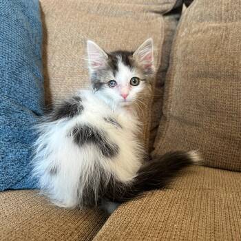 Boujie -  Domestic Medium Hair Cat for Adoption in Fruit Heights, Utah - Boujie | PetCurious