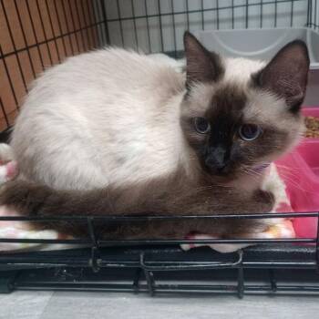 Tenley -  Domestic Medium Hair Cat for Adoption in Uniontown, Pennsylvania - Tenley | PetCurious