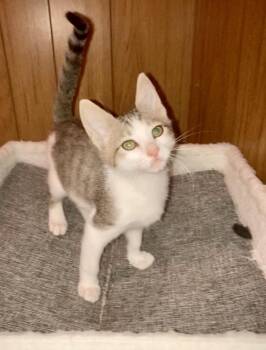 Wiley Bink -  Domestic Short Hair and Tabby Cat for Adoption in Chandler, Arizona - Wiley Bink | PetCurious