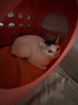 Domestic Short Hair Cats Available for Adoption - TESSA | PetCurious