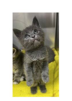 Smokie -  Domestic Short Hair Cat for Adoption in Watkinsville, Georgia - Smokie | PetCurious