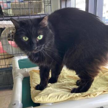 Dosido -  Domestic Medium Hair Cat Available for Adoption in Youngtown, Arizona - Dosido | PetCurious