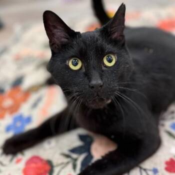Spidey Couch Inspector -  Bombay and Domestic Short Hair Cat for Adoption in Friendswood, Texas - Spidey Couch Inspector | PetCurious