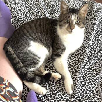 Nolan -  Domestic Short Hair Cat for Adoption in Goshen, Indiana - Nolan | PetCurious