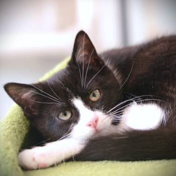 Domestic Short Hair Cats Available for Adoption in Amsterdam, New York - Topaz | PetCurious