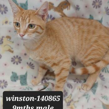 Domestic Short Hair Cats Available for Adoption in New Tazewell, Tennessee - Winston | PetCurious
