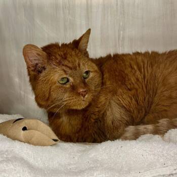 Blondie -  Domestic Short Hair Cat for Adoption in Chicago, Illinois - Blondie | PetCurious