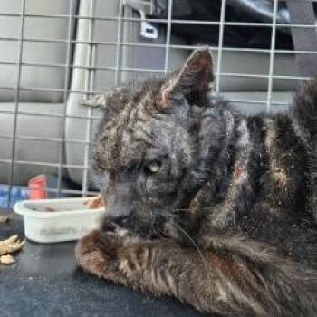 Domestic Short Hair Cats Available for Adoption - Samuel | PetCurious