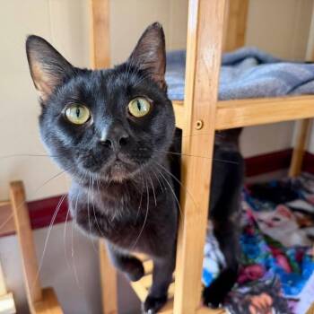 Domestic Short Hair Cats Available for Adoption - Salem | PetCurious