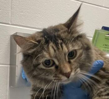 Domestic Medium Hair Cats Available for Adoption in Golden, Colorado - Monarch Butterfly | PetCurious