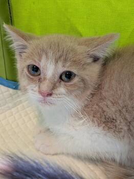 Domestic Medium Hair Cats Available for Adoption - Mommy Long Legs | PetCurious