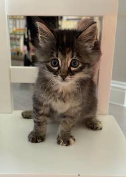 Camille -  Domestic Medium Hair Cat for Adoption in Mckinney, Texas - Camille | PetCurious
