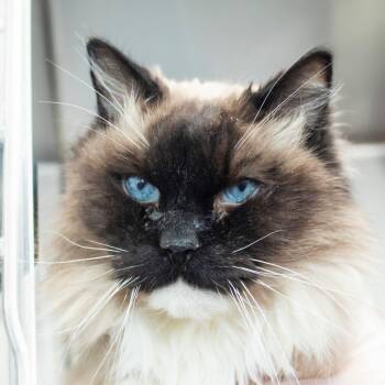 Ragdoll Cats Available for Adoption - Alfie | PetCurious