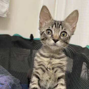 Summer -  Domestic Short Hair Cat for Adoption in Gainesville, Florida - Summer | PetCurious