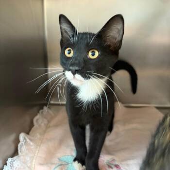 Herbert -  Domestic Short Hair Cat for Adoption in Council Bluffs, Iowa - Herbert | PetCurious