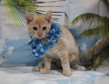 Lihue -  Domestic Short Hair Cat for Adoption in Vacaville, California - Lihue | PetCurious