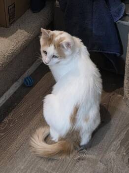 Cleocatra -  Turkish Van Cat Available for Adoption in Cary, North Carolina - Cleocatra | PetCurious