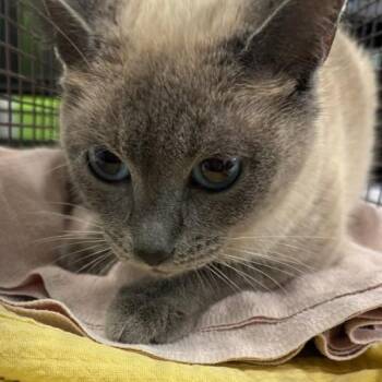 Wanita -  Siamese Cat for Adoption in Des Moines, Iowa - Wanita | PetCurious
