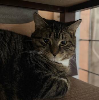 Domestic Short Hair Cats Available for Adoption in Olean, New York - Tina | PetCurious