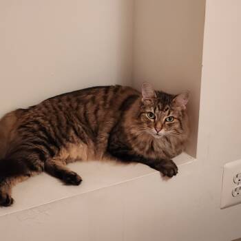 Rescue Domestic Long Hair Cats for Adoption in Charlottesville, Virginia - Ameil | PetCurious