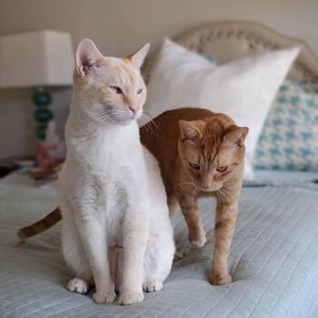 Sugar -  Domestic Short Hair and Siamese Cat for Adoption in Chapel Hill, North Carolina - Sugar | PetCurious