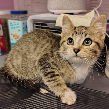 Jim -  Domestic Short Hair Cat for Adoption in Cedar Rapids, Iowa - Jim | PetCurious