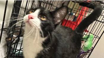 Sir Pounce -  Domestic Short Hair Cat for Adoption in Frisco, Texas - Sir Pounce | PetCurious