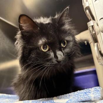 Sophie C26-024 -  Domestic Long Hair Cat for Adoption in Elbow Lake, Minnesota - Sophie C26-024 | PetCurious