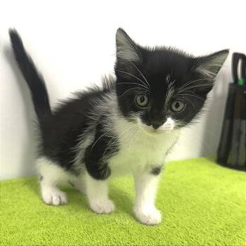 Nabisco -  Domestic Short Hair Cat for Adoption in Warrensburg, Missouri - Nabisco | PetCurious