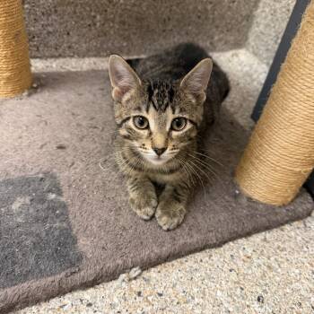 McQueen -  Domestic Short Hair Cat for Adoption in Detroit Lakes, Minnesota - McQueen | PetCurious