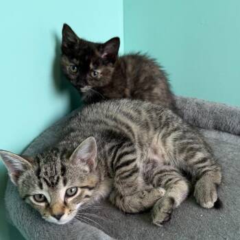 Boysenberry -  Domestic Short Hair Cat for Adoption in Falls Church, Virginia - Boysenberry | PetCurious