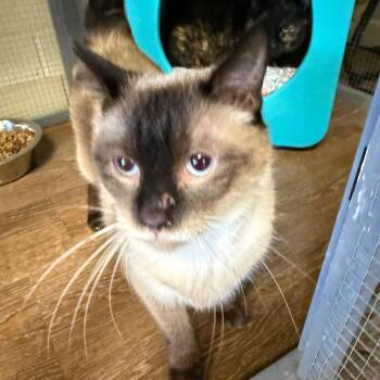 Katniss -  Domestic Short Hair Cat for Adoption in Midland, Texas - Katniss | PetCurious