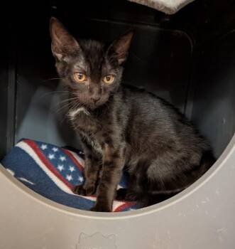 Micro -  Domestic Medium Hair Cat for Adoption in Tucson, Arizona - Micro | PetCurious