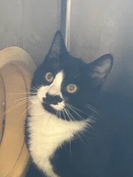 Tuxedo Cats Available for Adoption - Domino | PetCurious