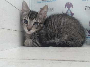 A599059 -  Domestic Short Hair Cat for Adoption in Orlando, Florida - A599059 | PetCurious