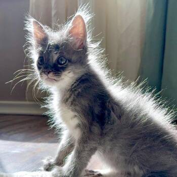 Oracle Wolf 7 -  Domestic Short Hair Cat for Adoption in Austin, Texas - Oracle Wolf 7 | PetCurious