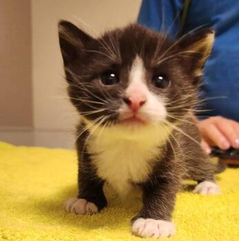 Nolan -  Domestic Short Hair Cat for Adoption in Dublin, California - Nolan | PetCurious