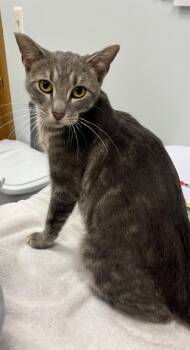 Domestic Short Hair Cats Available for Adoption - Guadalupe | PetCurious