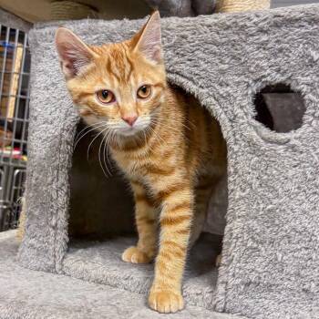 Briar -  Domestic Short Hair Cat for Adoption in Falls Church, Virginia - Briar | PetCurious