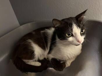 Domestic Short Hair Cats Available for Adoption - Narnia | PetCurious