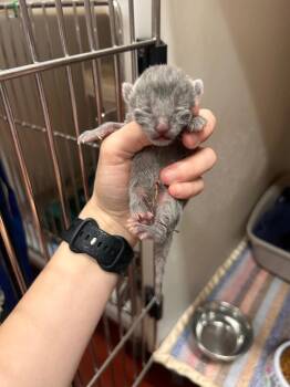 Loki -  Domestic Short Hair Cat Available for Adoption in Douglasville, Georgia - Loki | PetCurious