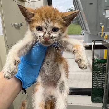 Domestic Short Hair Cats Available for Adoption in Columbiana, Alabama - Continental | PetCurious